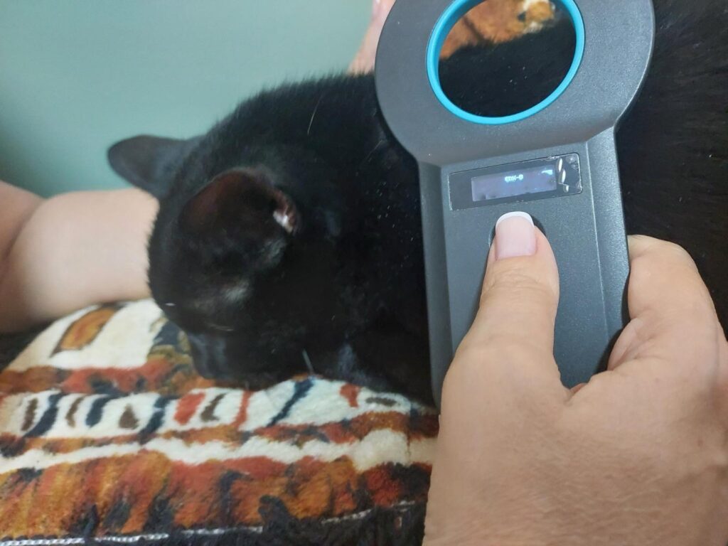 Leitura de microchip como procedimento de documentação necessária para viagem internacional